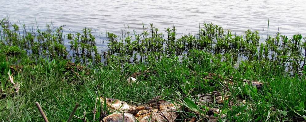 Фотография Синих Кустов