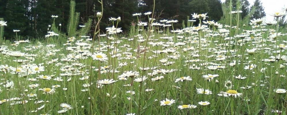 
            Фотография Васильево
