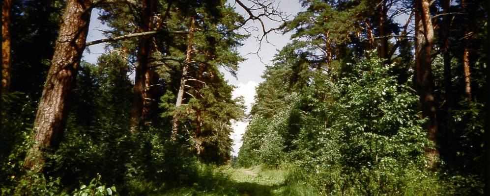 
            Фотография Бороушки