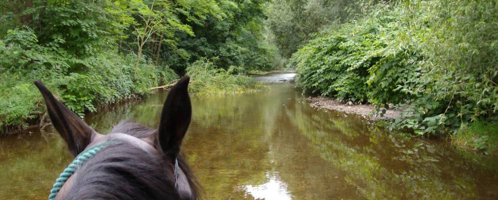 
            Фотография Селеста