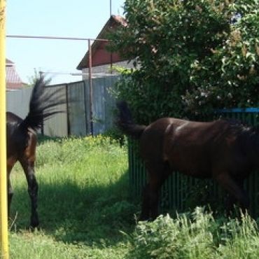 Спиридоновка