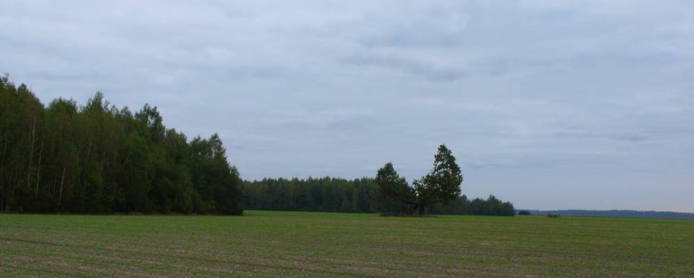 
            Фотография Междулесья