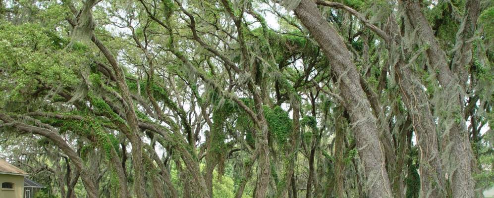 
            Фотография Блумингдэйла