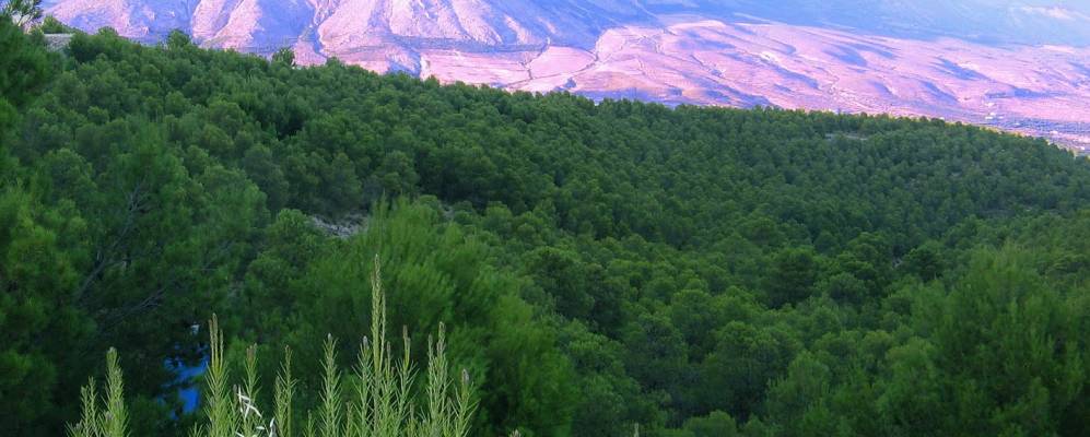 
            Фотография Велес Бланко