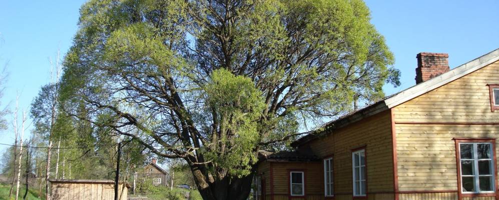 
            Фотография Ровного