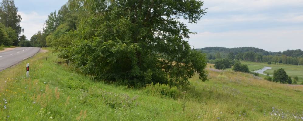 Фотография Липовца