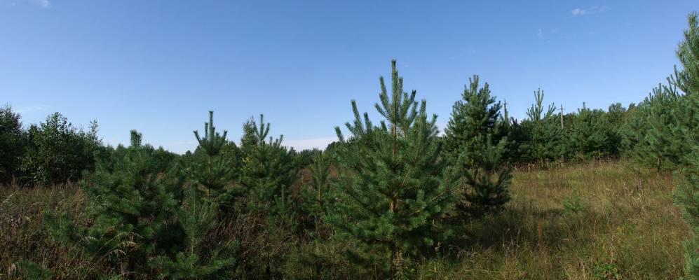 Фотография Осовика