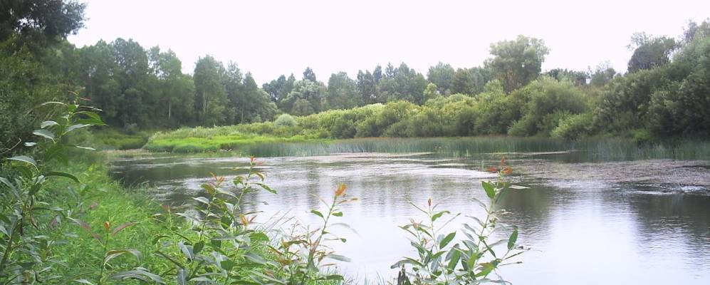 
            Фотография Лиопино