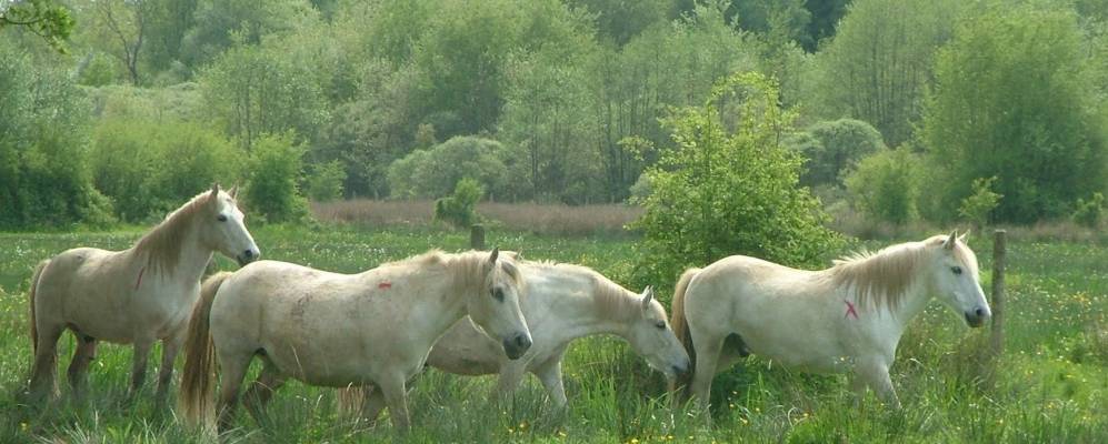
            Фотография Бриуза