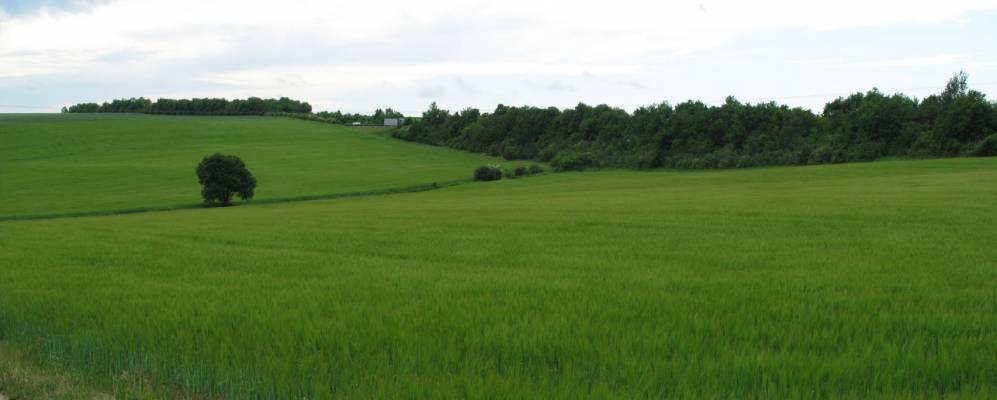 
            Фотография Гроссриндерфельда