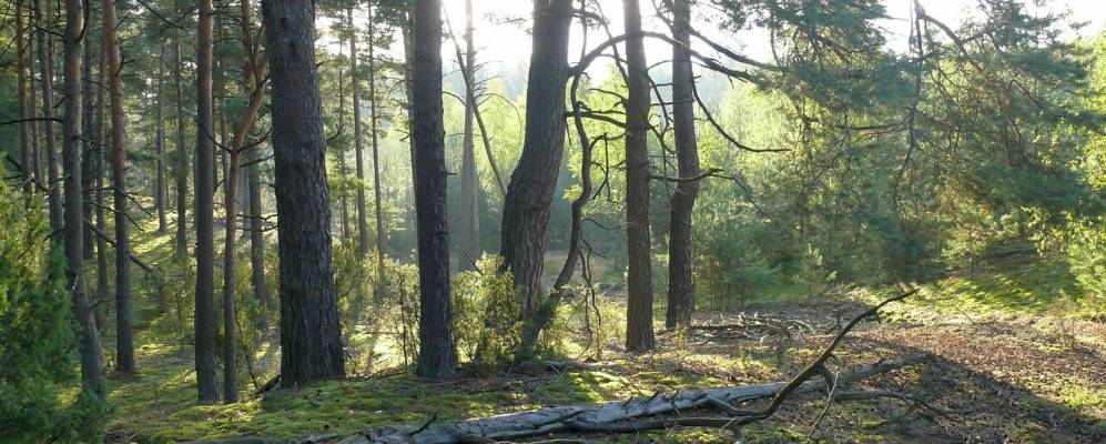 
            Фотография деревни Синевичи