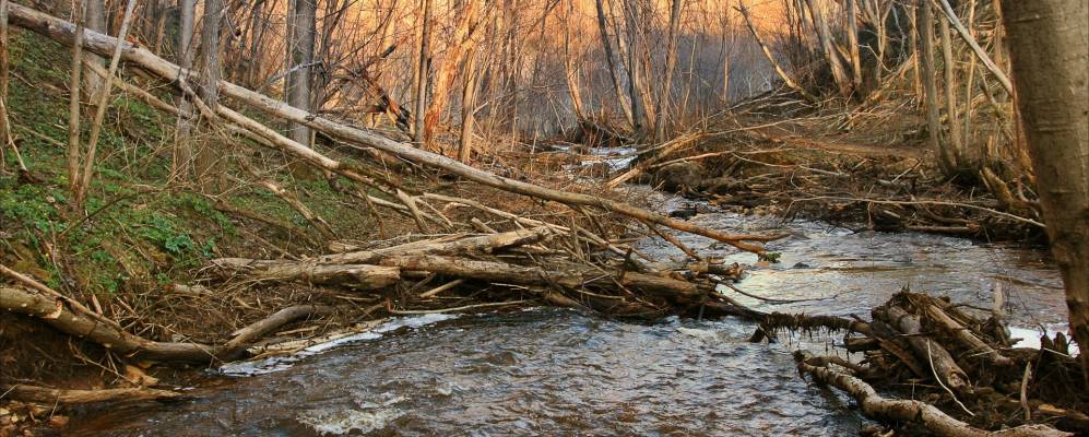 
            Фотография Греблоши