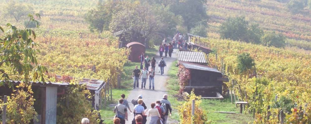 
            Фотография Мутенице