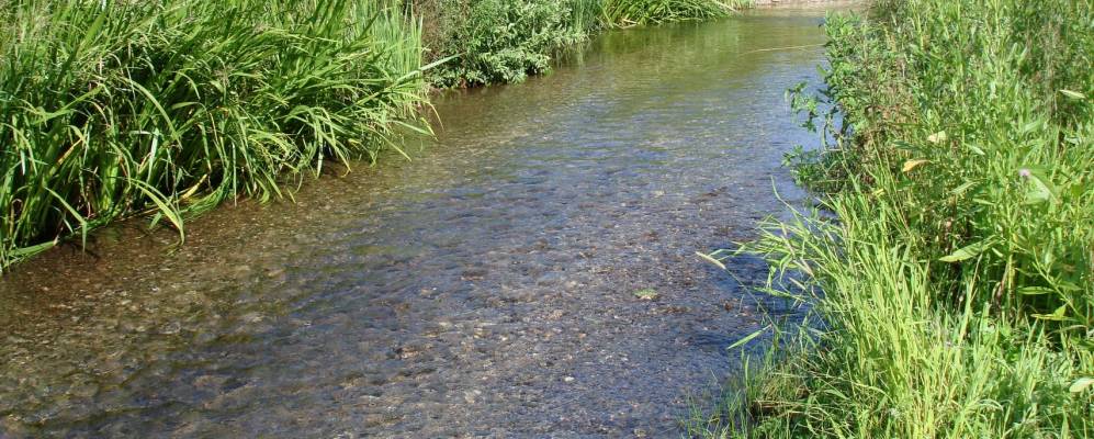 
            Фотография Прямоглядово