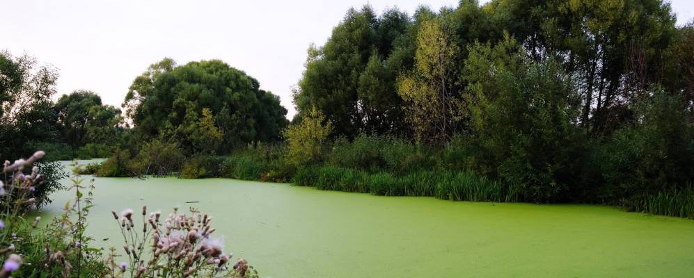 
            Фотография Дубового