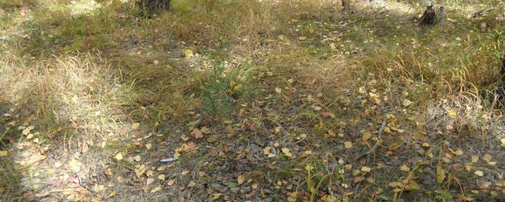 
            Фотография Передовика