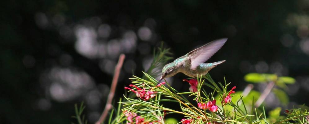 
            Фотография Морагы