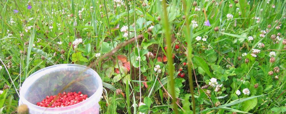 
            Фотография Кузьмино