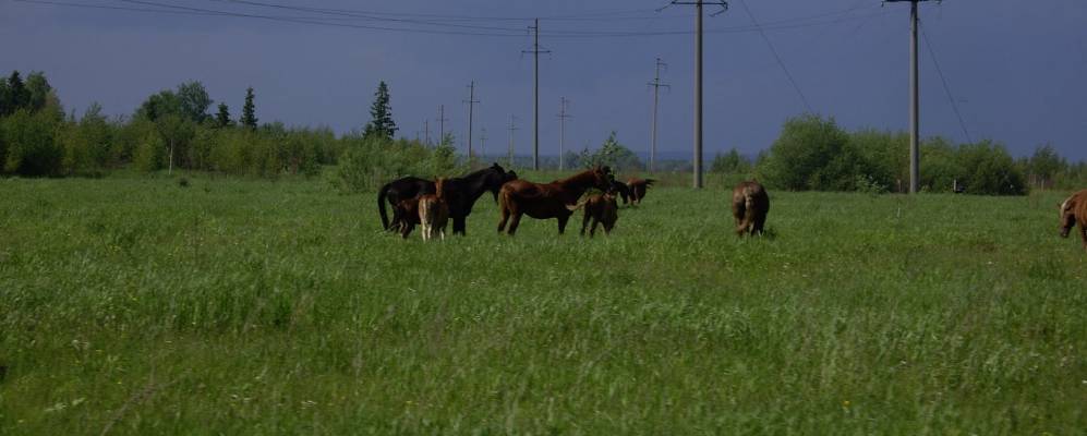 Фотография Качки