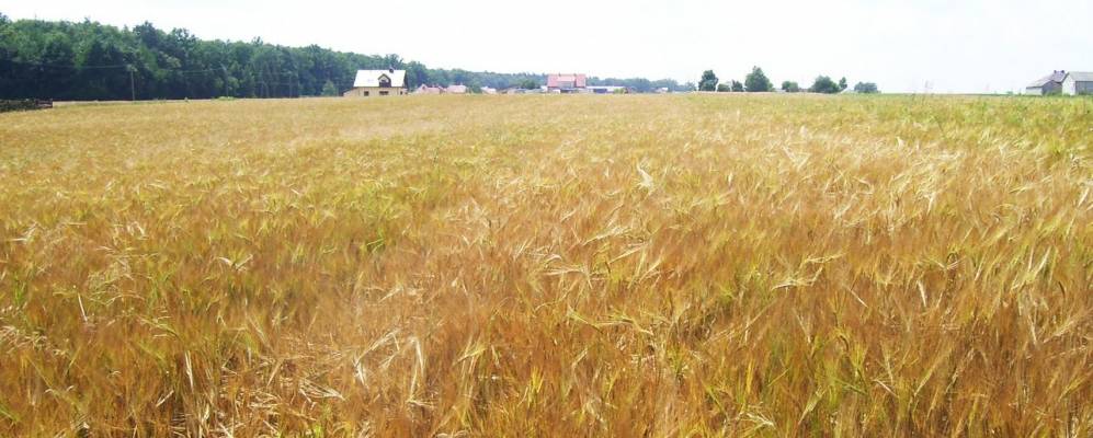 
            Фотография Казимерувки