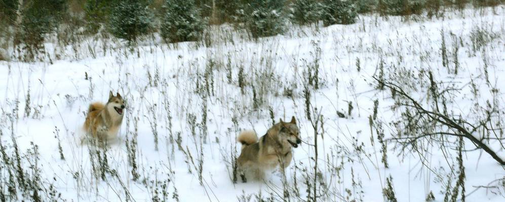 Фотография Позеволяты