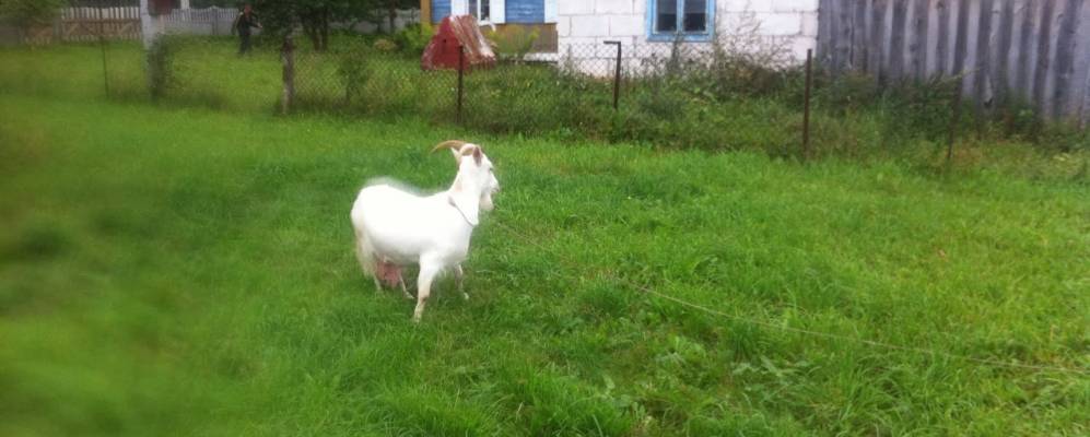 Фотография деревни Коробы