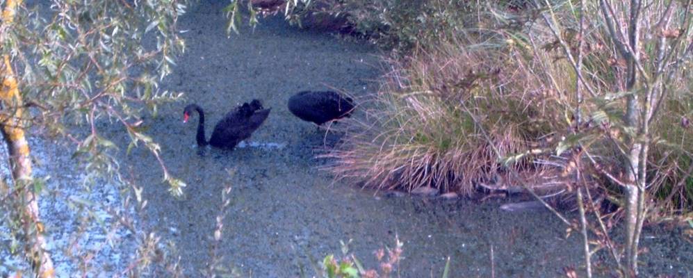 
            Фотография Понтллива