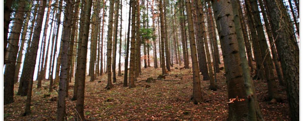 
            Фотография Крумбаха