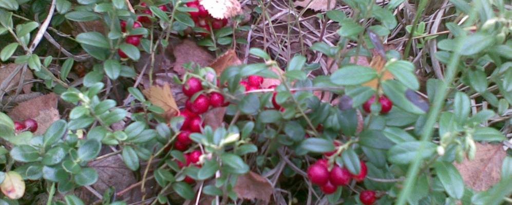 
            Фотография Рашковой Слободы