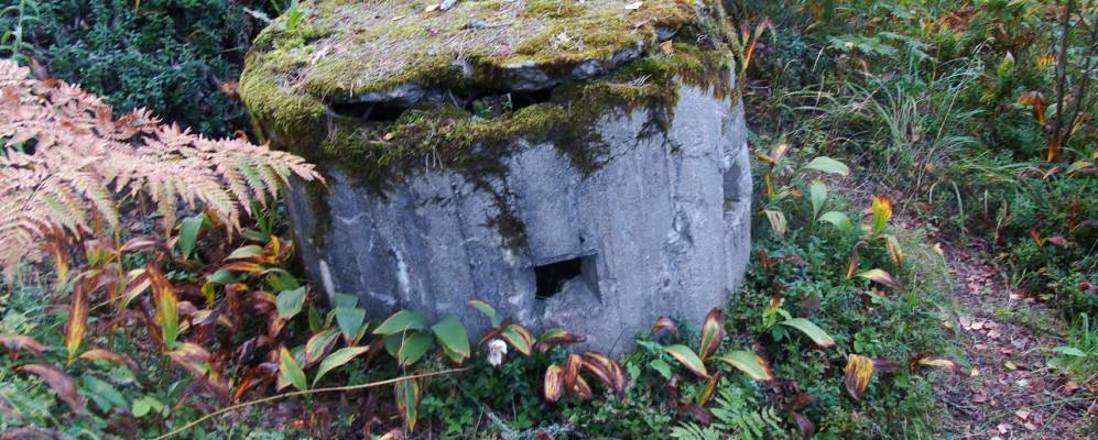 
            Фотография Высокуши