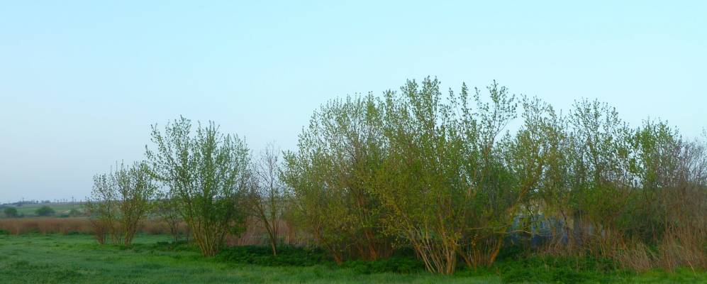 
            Фотография Роскошного