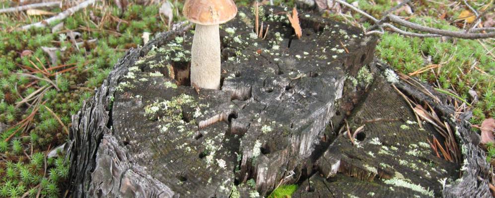 Фотография Дубо