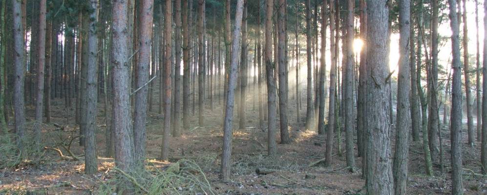 
            Фотография Марчвуда