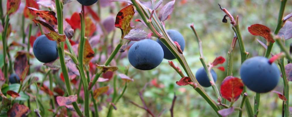 
            Фотография Горивца