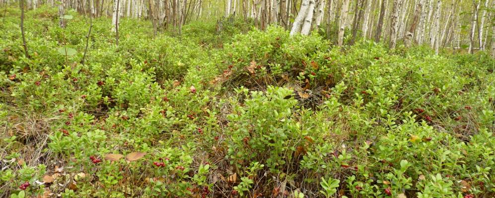 Фотография Мошево