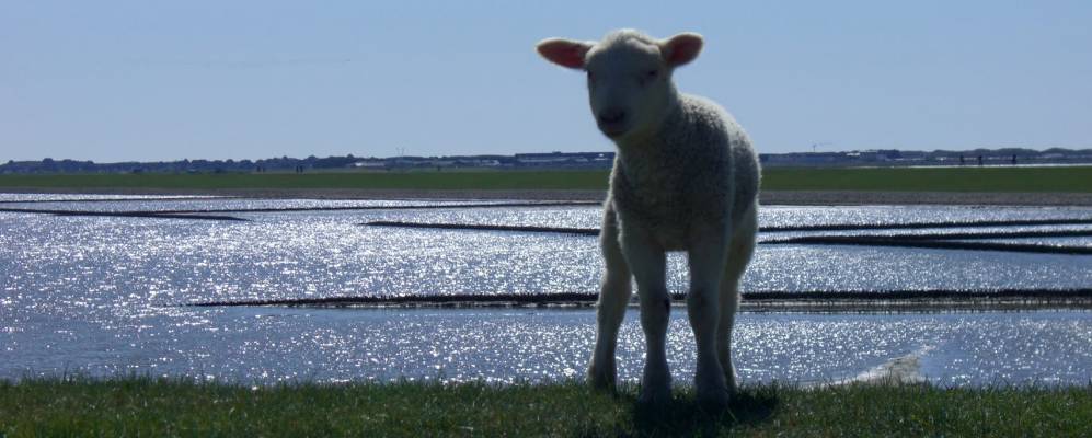 
            Фотография Зюльт-Оста