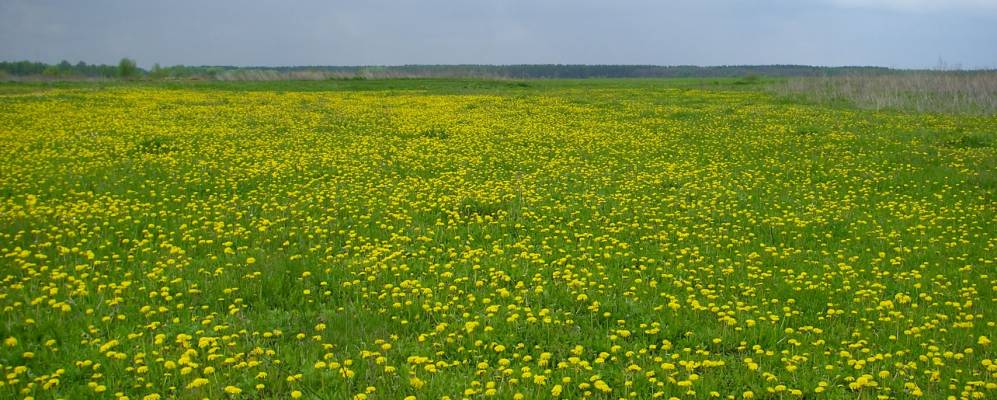 
            Фотография Богатыря