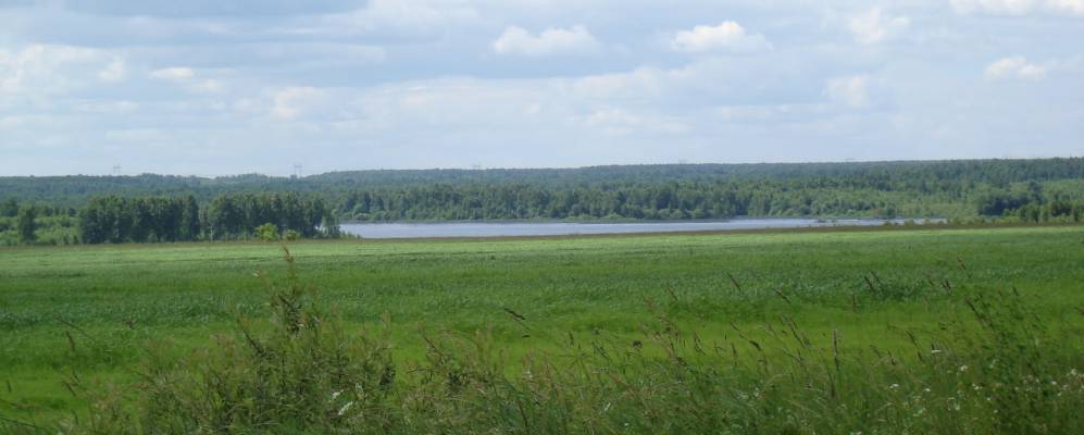 Фотография Больших Желтоухов