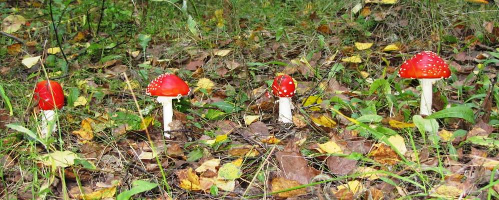 
            Фотография Нововладимировки