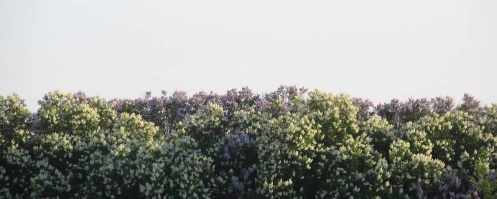 
            Фотография Пружинок