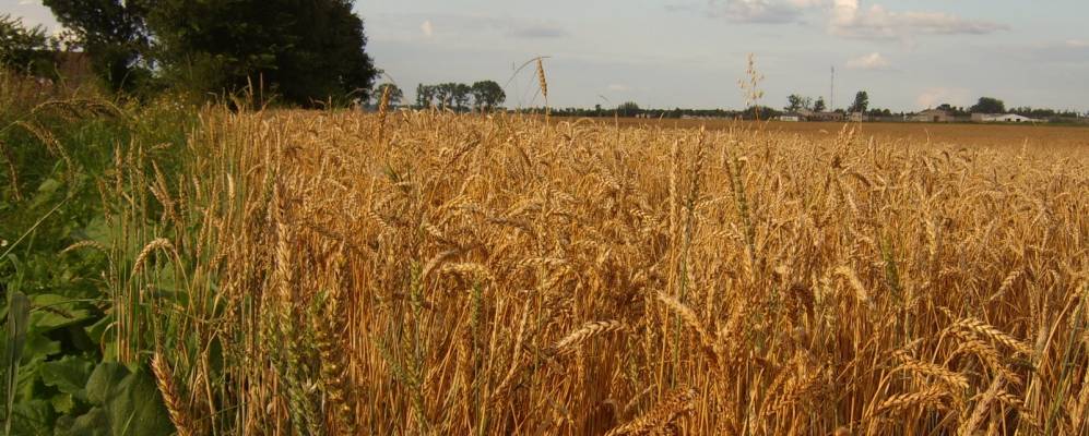 
            Фотография Греска