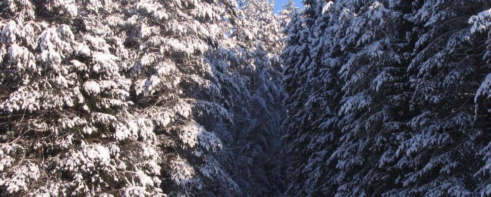 
            Фотография Киселей