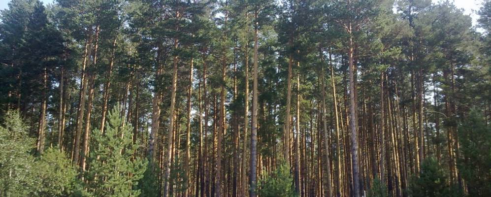 
            Фотография Боровлянки