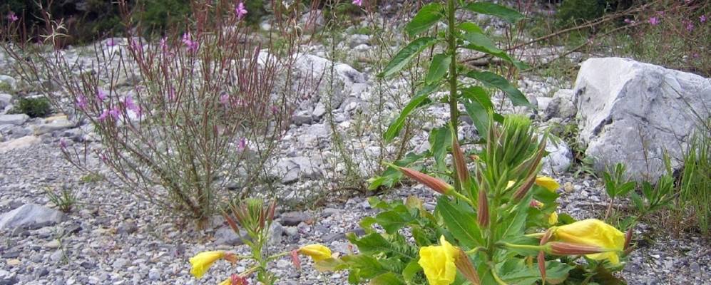 
            Фотография Фино-дель-Монте