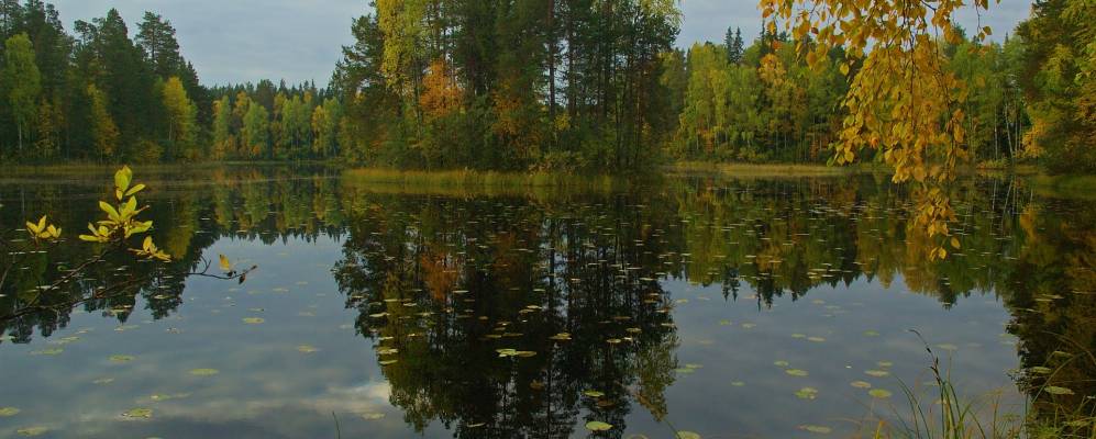 
            Фотография Поньги