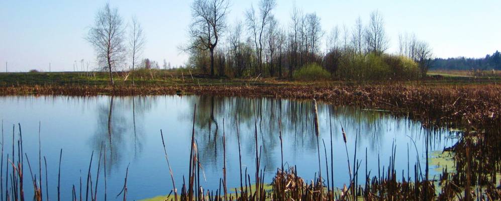 
            Фотография Малинок