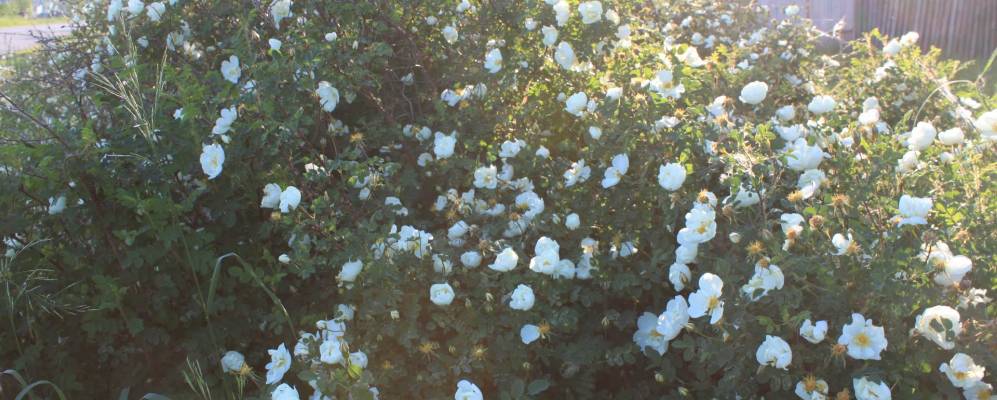 
            Фотография Селякино