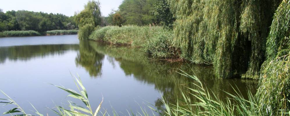 
            Фотография Новоскотоватого