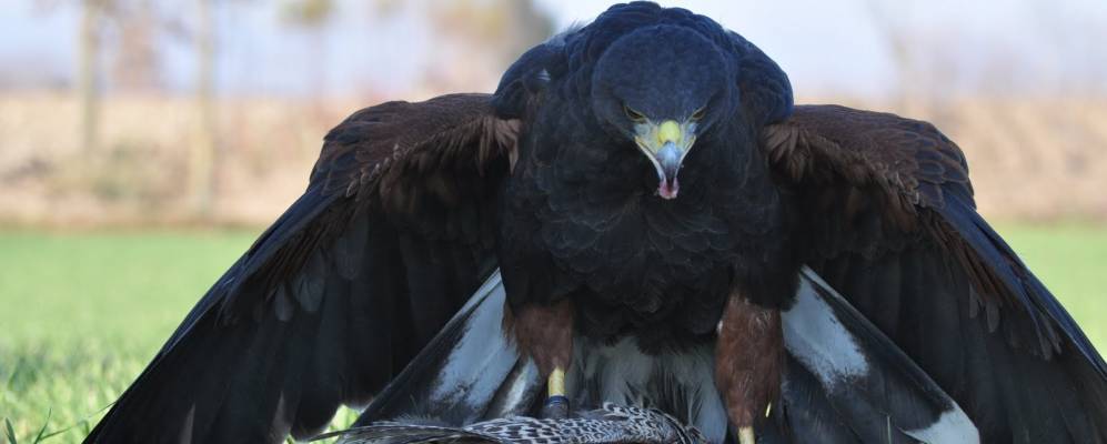 
            Фотография Фоссальта Портогруаро