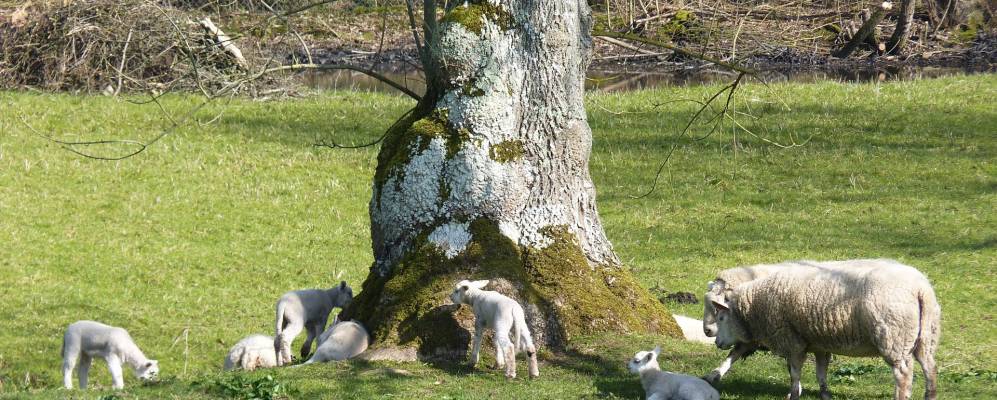 
            Фотография Монтрёй-сюр-Мер
